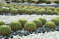 Green cactus plant, natural texture background concept Royalty Free Stock Photo