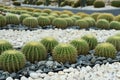 Green cactus plant, natural texture background concept Royalty Free Stock Photo