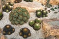 Green cactus plant, natural texture background concept Royalty Free Stock Photo