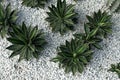 Green cactus plant, natural texture background concept Royalty Free Stock Photo