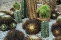 Green cactus plant, natural texture background concept