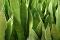 Green Cactus Plant or Sansevieria zeylanica Ceylon Bowstring Hemp is a succulent plant with sword shaped, dark green leaves with