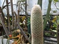 Green Cactus With Sharp Spikes Or Thorns