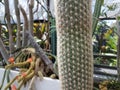 Green Cactus With Sharp Spikes Or Thorns
