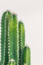 Green cactus plant on white board closeup photo Royalty Free Stock Photo