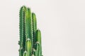 Green cactus plant on white board closeup photo Royalty Free Stock Photo