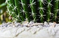 Thorns of cactus