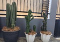 green cactus plants but has a very unique variety of shapes