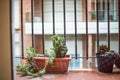 Green cactus plants on a pot in a urban terrace