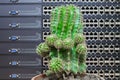 Green cactus in the pot is on the background of computer servers and switches