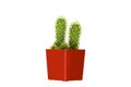 Green Cactus in the pot red Royalty Free Stock Photo