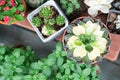 Green cactus in the pot top view on the wooden table backgrounds. spring flower concept Royalty Free Stock Photo