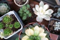 Green cactus in the pot top view on the wooden table backgrounds. spring flower concept Royalty Free Stock Photo