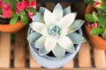 Green cactus in the pot top view on the wooden table backgrounds. spring flower concept Royalty Free Stock Photo