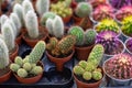 Green Cactus in pots. Collection of various cacti in brown pots. Small plants growing with thorns. houseplants decoration home, of