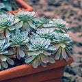 Green Cactus potted on rustic stone background. Toned vintage.