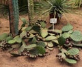 Large green cactus prickly pear decumbens with dark purple buds Royalty Free Stock Photo