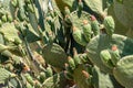 Green cactus prickly pear with large needles close-up. Opuntia Royalty Free Stock Photo