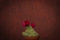 Cactus with red bloom and red background Royalty Free Stock Photo