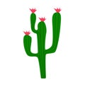 Green cactus with red flowers. Isolated on a white background