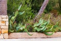 Green cactus and red prickly pears, plants in Spain Royalty Free Stock Photo