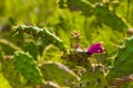 Green cactus and red prickly pears, plants in Spain Royalty Free Stock Photo