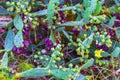 Green cactus and red prickly pears, plants in Spain Royalty Free Stock Photo