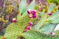 Green cactus and red prickly pears, plants in Spain Royalty Free Stock Photo