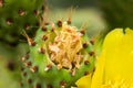 Green Cactus Sabra Royalty Free Stock Photo