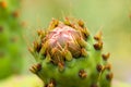 Green Cactus Sabra Royalty Free Stock Photo