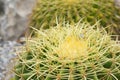 Green cactus in the Selective focus garden