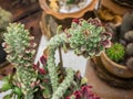 Green cactus in the shape of a Chinese dragon Royalty Free Stock Photo