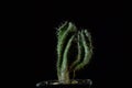 Green cactus with sharp needles on dark background Royalty Free Stock Photo