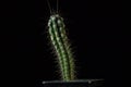 Green cactus with sharp needles dark background Royalty Free Stock Photo