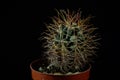 Green cactus with sharp needles on dark background Royalty Free Stock Photo