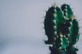 Colorful small cactus. Macro shot, trendy pastel colors. Minimal creative still life.