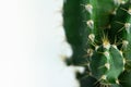 Colorful small cactus. Macro shot, trendy pastel colors. Minimal creative still life.