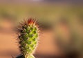 Green Cactus with Sharp Spines and Reddish Tips in Macro Desert Flora Close-Up Royalty Free Stock Photo