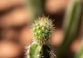Green Cactus with Sharp Spines and Reddish Tips in Macro Desert Flora Close-Up Royalty Free Stock Photo