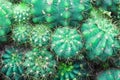 Green cactus with sharp thorn, cactus background Royalty Free Stock Photo