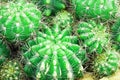 Green cactus with sharp thorn, cactus background Royalty Free Stock Photo