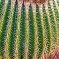 Green cactus with sharp thorn