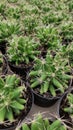 Green Cactus Sharp Thorns