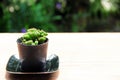 Green cactus in small black pot on wood table with reflection from the sun , nature garden background