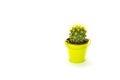 Green cactus in small bucket isolated on a white background Royalty Free Stock Photo