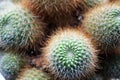 The green cactus with small needles in the focus