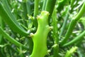 Green cactus small needles