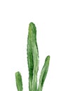 Green cactus. South western plant. Botanical detail for greeting, invitation, card, postcard. Watercolour illustration isolated on