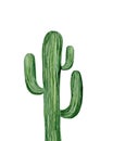 Saguaro cactus. South western plant. Botanical detail for greeting, invitation, card, postcard. Watercolour illustration