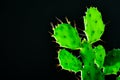 Green cactus with spike on black background